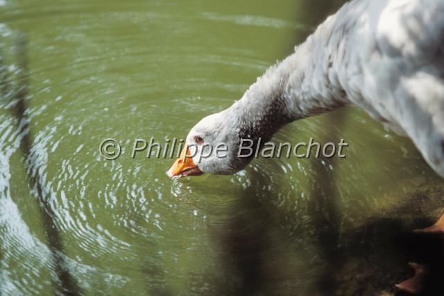 anser anser.JPG - Oie cendréeAnser anserGreylag GooseAnatidésFrance